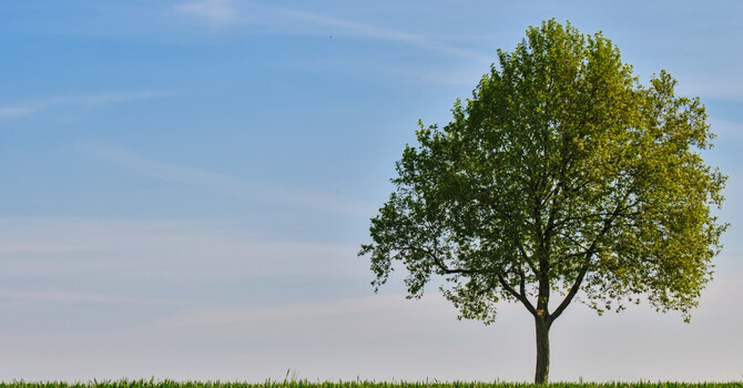 As the Twig Bends, So Grows the Tree image